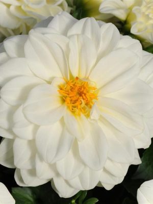 Dahlia Dahlietta® 'Blanca'