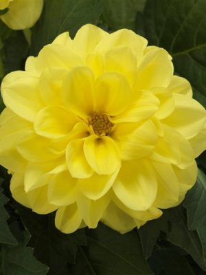 Dahlia Dahlietta® 'Julia'