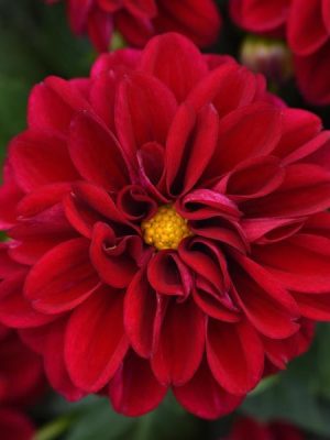 Dahlia Dahlietta® 'Patty'