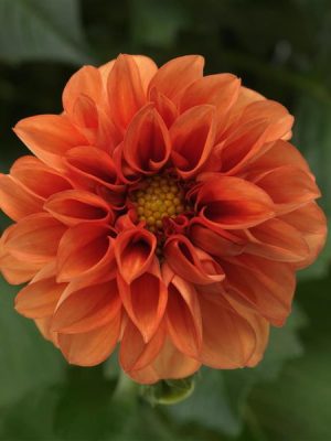 Dahlia Dahlietta® 'Rachel'