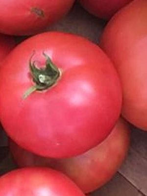 Tomato 'Damsel'