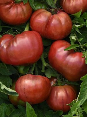 Tomato 'DarkStar'
