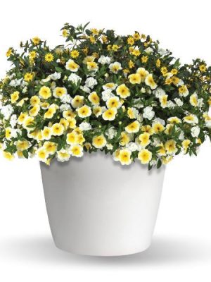 3 in 1 Plant Trixi 'Delight Up My Life'