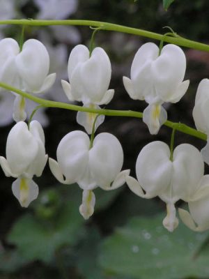 White Bleeding Heart
