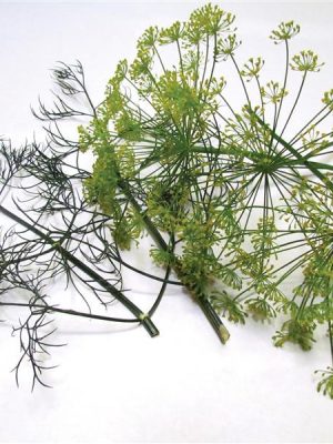 Dill Dukat