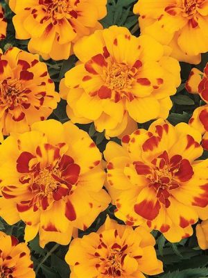Marigold Durango® 'Bolero'