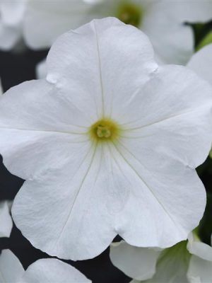Petunia Easy Wave® 'White'