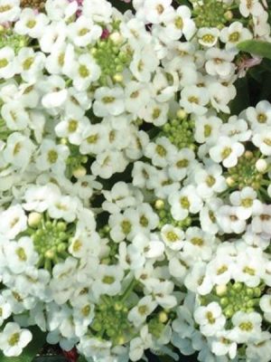 Alyssum Easter Bonnet White