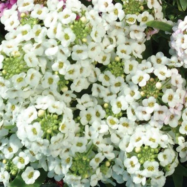 Alyssum Easter Bonnet White