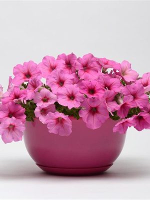 Petunia Easy Wave® 'Pink Passion'