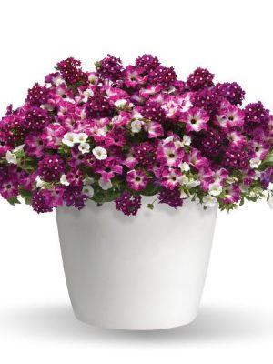 3 in 1 Plant Trixi 'Enchanted Evening'