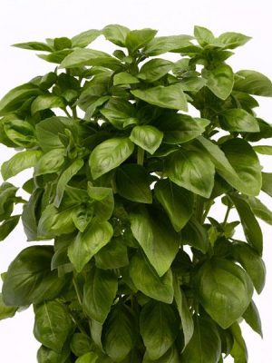 Basil 'Everleaf Genovese'
