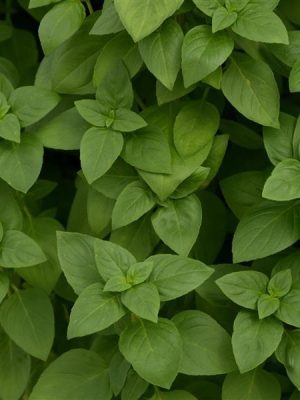 Basil 'Everleaf Lemon'