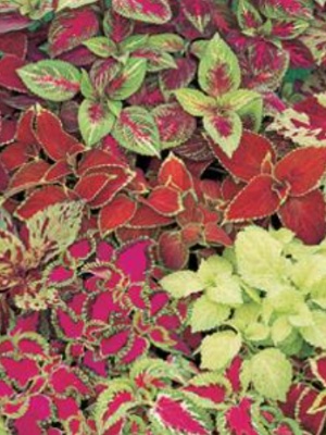 Coleus Fairway Mix