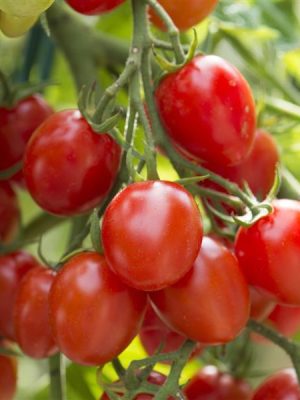 Tomato 'Fantastico'