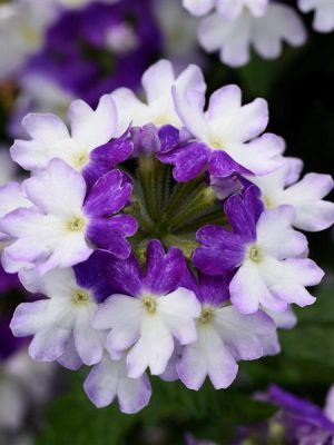 Verbena Firehouse™ 'Blue Fizz'