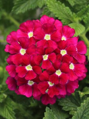 Verbena Firehouse™ 'Burgundy'