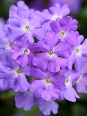 Verbena Firehouse™ 'Lavender'