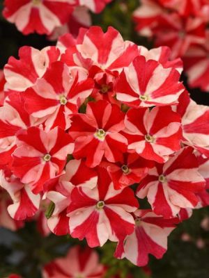 Verbena Firehouse™ 'Peppermint'