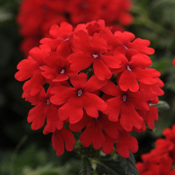 Verbena Firehouse™ 'Red'