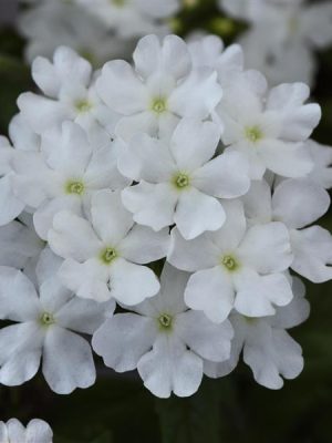 Verbena Firehouse™ 'White'