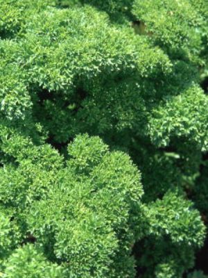 Parsley 'Forest Green'