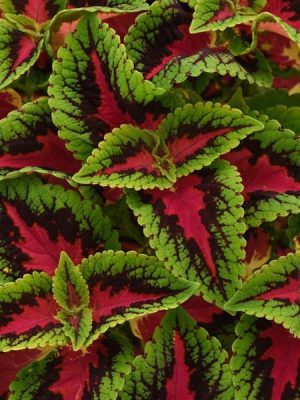 Coleus Volcanica 'French Quarter'