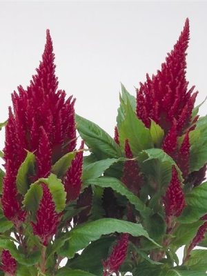 Celosia Fresh Look Red