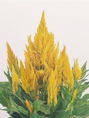 Celosia Fresh Look Yellow