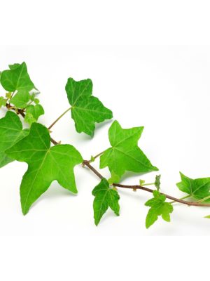 German Ivy