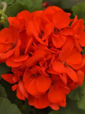 Geranium Galaxy™ Orange