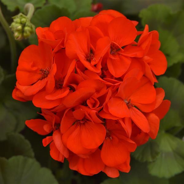 Geranium Galaxy™ Orange