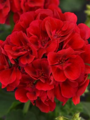 Geranium Galaxy™ Raspberry Sizzle
