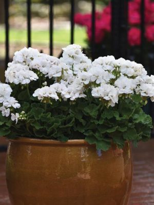 Geranium Galaxy™ White