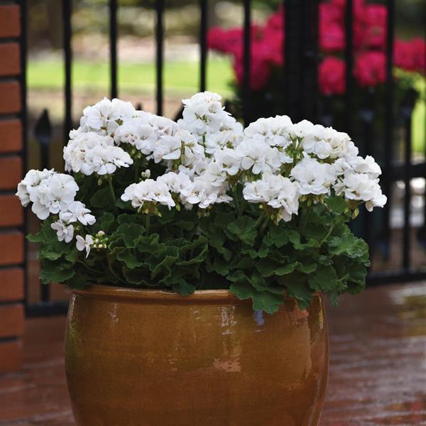 Geranium Galaxy™ White