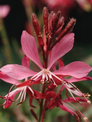 Gaura Ballerina™ Rose
