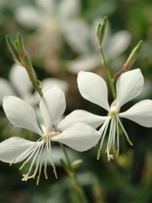 Gaura Ballerina™ White