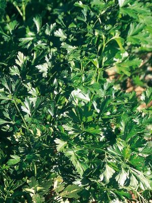 Parsley 'Giant of Italy'