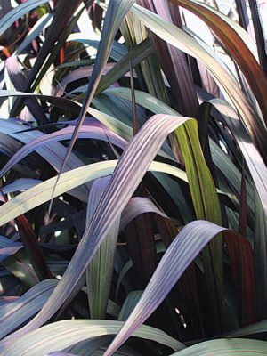 Grass Pennisetum 'Vertigo'