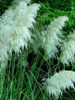 Grass White Pampas