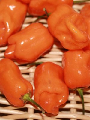 Pepper 'Habanero Orange'