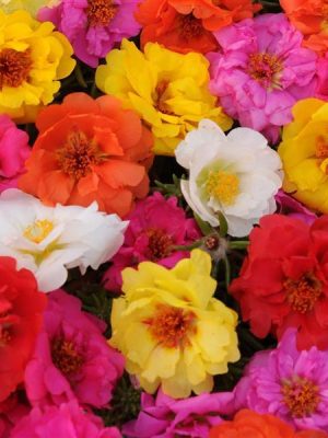 Portulaca Happy Trails™ Mixture