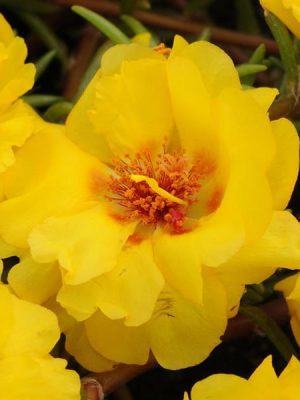 Portulaca Happy Trails™ Yellow