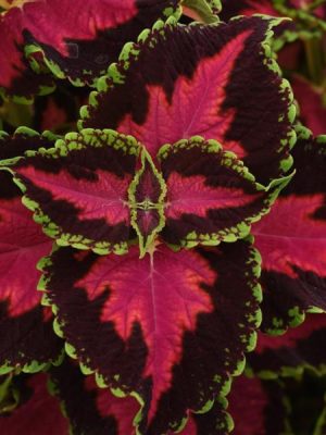 Coleus Ignite Heartbreaker