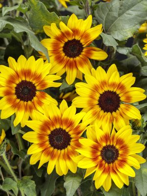 Sunflower Suncredible 'Saturn'