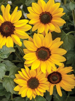 Sunflower Suncredible Yellow