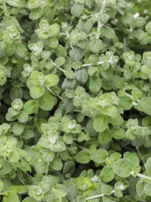 Licorice Helichrysum