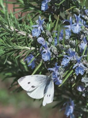 Rosemary 'Tuscan Blue'