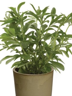 Stevia 'Sugar Love'