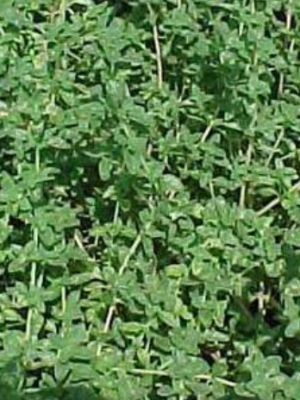 Thyme vulgaris